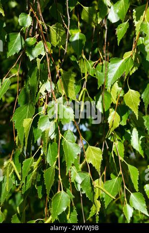 Branches de bouleau et feuilles vertes, gros plan. Fond de bouleau. Plantes et arbres en été. Banque D'Images