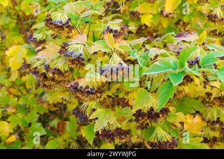 Gel sur un buisson dans un parc d'automne. Physocarpus capitatus, Pacific ninebark, Tall ninebark. Banque D'Images