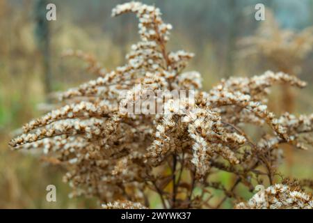 Solidago gigantea, grande verge d'or, verge d'or géante. Fleurs séchées dans le parc d'automne. Fond d'automne. Paysage d'automne. Banque D'Images