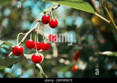 Cerises mûres sur les branches d'arbres, soulignées par la lumière du soleil. Parfait pour le contenu lié à l'été, les récoltes fructueuses, ou les publicités d'aliments naturels. Banque D'Images