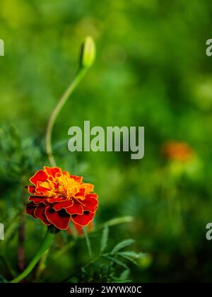 Une fleur de souci vibrante avec de riches pétales orange et rouge fleurit sur un fond vert doux, mettant en valeur la beauté de la nature. Banque D'Images