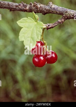 Baies rouges vibrantes sur une branche, contrastées par les feuilles vertes environnantes. Banque D'Images