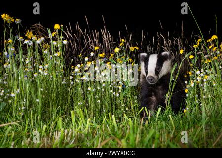 Blaireau dans une parcelle de fleurs sauvages. Banque D'Images