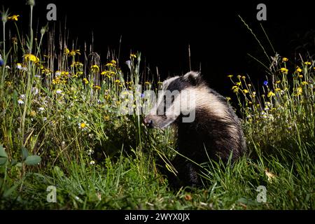 Blaireau dans une parcelle de fleurs sauvages. Banque D'Images