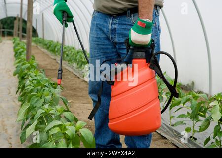 Traitement des plantes de poivron vert avec pulvérisateur (insecticides, pesticides). Serre. La production agricole. Banque D'Images