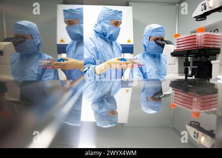 Salle blanche, observation de cultures au microscope, laboratoire biopharmaceutique, développement et production de médicaments innovants à partir de cellules souches adultes, Cellerix, Grupo Genetrix, Madrid. Banque D'Images