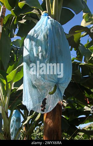 Housse de protection sur un bouquet de bananes. Plantation de bananes, Cano Blanco, Costa Rica. Banque D'Images