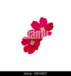 fleurs rouge vif avec des centres jaunes proéminents, regroupées sur un fond blanc et dur, véhiculant la beauté naturelle. Banque D'Images