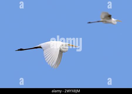 Deux grandes aigrettes blanches / grande aigrette (Ardea alba) en plumage non reproductif volant contre le ciel bleu au début du printemps Banque D'Images