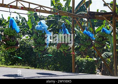 Système de transport de bananes, transportant des grappes de bananes de la plantation à la zone d'emballage et de transformation. Cano Blanco, Costa Rica. Banque D'Images