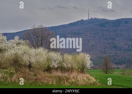 Mont Śleza au printemps basse Silésie Pologne Banque D'Images