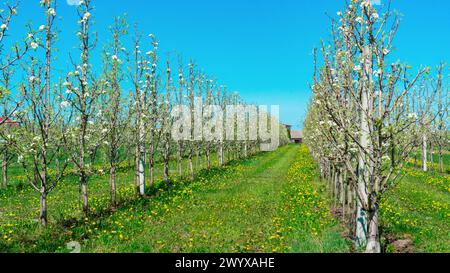 Rangées de pommiers colonnaires dans le verger. Pommiers colonnaires fleuris contre un ciel bleu par un jour ensoleillé de printemps. Cultiver des pommes sur une fam biologique Banque D'Images