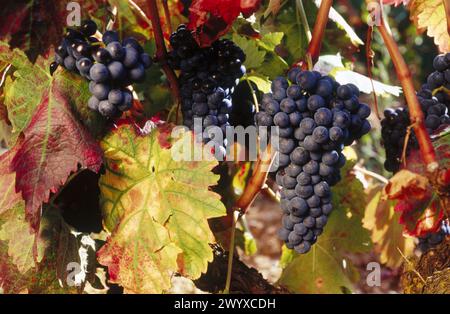 Vignobles, Laguardia. Rioja Alavesa, Álava, Euskadi, Espagne. Banque D'Images