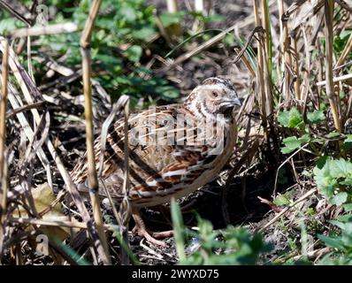 Caille commune, caille européenne, Wachtel, caille des blés, Coturnix coturnix, fürj, Hongrie, Magyarország, Europe Banque D'Images