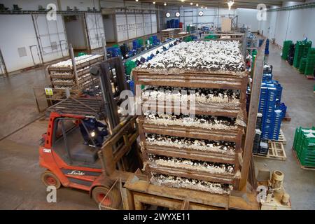 Collection de champignons, champignon de butte, Agaricus bisporus, Agroalimentaire, Ayecue frais, Grupo Riberebro, Autol, la Rioja, Espagne. Banque D'Images