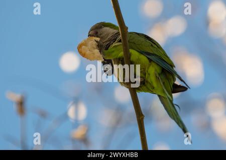 Perruche moine (Myiopsitta monachus) mangeant du pain sur un arbre au printemps, Barcelone, Espagne Banque D'Images