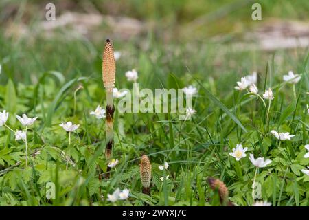 La grande ou maximale prêle (Equisetum telmateia) dans une prairie du nord de l'Italie. Plante herbacée vivace de la famille des Equisetaceae. Le nom co Banque D'Images