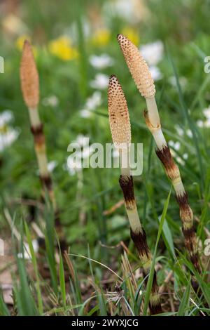 La grande ou maximale prêle (Equisetum telmateia) dans une prairie du nord de l'Italie. Plante herbacée vivace de la famille des Equisetaceae. Le nom co Banque D'Images