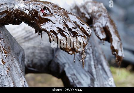 Volontaire vêtu de vêtements de protection pour recueillir le déversement de carburant (« chapapote ») du pétrolier Prestige. Dec. 2002. Galice. Espagne. Banque D'Images