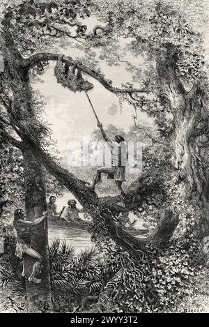 Indigènes capturant un paresseux d'arbre sur la rivière Oyapock ou Oiapoque, Guyane française, Amérique du Sud. Dessin d'Edouard Riou (1833 - 1900) de Cayenne aux Andes (1878-1879) de Jules Crevaux (1847 - 1882) le Tour du monde 1880 Banque D'Images