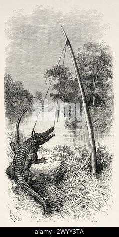 Un piège à alligators sur la rivière Oyapock ou Oiapoque, qui forme la frontière de la Guyane française et du Brésil, Amérique du Sud. Dessin d'Edouard Riou (1833 - 1900) de Cayenne aux Andes (1878-1879) de Jules Crevaux (1847 - 1882) le Tour du monde 1880 Banque D'Images