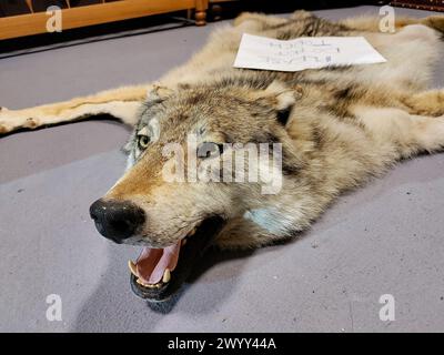 Peaux de loup tuées sur le sol de la villa luxueuse, loup en peluche avec bouche ouverte et grandes dents Banque D'Images