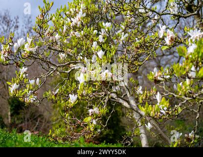 Fleur blanche de Magnolia stellata arbre ornemental au printemps Banque D'Images