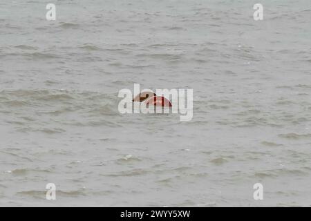 Burton Bradstock, Dorset, Royaume-Uni. 8 avril 2024. Météo britannique. Un grand enrouleur de câble en bois flottant à 100 mètres de la plage à Burton Bradstock dans le Dorset qui était surveillé de près par une équipe de recherche et de sauvetage de HM Coastguard. Le grand enrouleur de câble, qui mesure environ 6 pieds de diamètre, pourrait causer de graves dommages à un petit bateau de plaisance en cas de collision. Ces derniers jours, beaucoup de débris de palettes en bois, qui ont peut-être été lavés d'un navire pendant la tempête Kathleen, ont été lavés à terre sur les plages. Crédit photo : Graham Hunt/Alamy Live News Banque D'Images