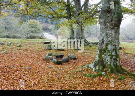 Beechwood, Parc naturel de Gorbea. Álava-Biscaye, Euskadi, Espagne. Banque D'Images