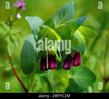 Printemps, Oeiras, Portugal. Printemps, Oeiras, Portugal. Honeywort 'purpurascens' - Cerinthe major poussant à l'état sauvage.'purpurascens' - Cerinthe major gro Banque D'Images