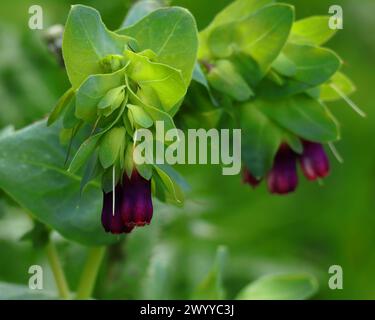 Printemps, Oeiras, Portugal. Printemps, Oeiras, Portugal. Honeywort 'purpurascens' - Cerinthe major poussant à l'état sauvage.'purpurascens' - Cerinthe major gro Banque D'Images