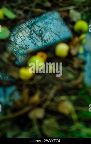 le reflet du ciel et de l'herbe dans des éclats de verre sous un pommier Banque D'Images