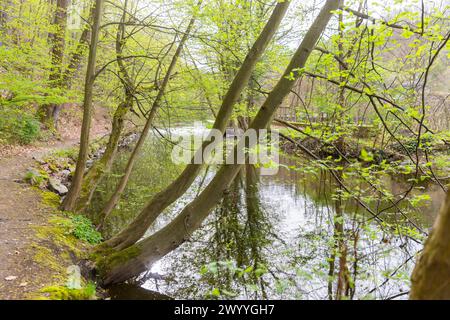 Müglitztal im Frühling Die Müglitz am Schlosspark Weesenstein. Weesenstein Sachsen Deutschland *** Vallée de Müglitz au printemps le Müglitz au parc du château de Weesenstein Weesenstein Saxe Allemagne Banque D'Images