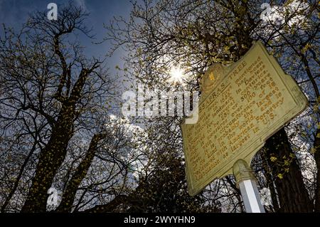 Owensboro, Kentucky, États-Unis. 08 avril 2024. La lune se déplace pour obscurcir le soleil pendant une éclipse solaire totale dans le ciel au-dessus du plus grand arbre Sassafras (Sassafras albidum) aux États-Unis et le plus grand arbre Sassafras connu dans le monde. Comme visible depuis Owensboro, le soleil était couvert à 99,89% par la lune lorsque l'éclipse a culminé à 14h04 HAC (GMT -5). (Crédit : Billy Suratt/Apex MediaWire via Alamy Live News) Banque D'Images