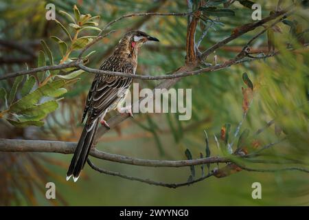 L'oiseau de Wattlebird rouge - Anthochaera carunculata est un oiseau passereau originaire du sud de l'Australie. Le mien avec des wattles rouges se nourrit de nectar de fleur de Ba Banque D'Images