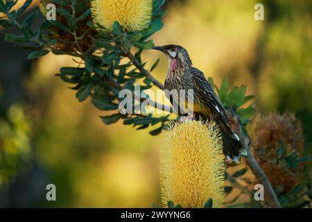 L'oiseau de Wattlebird rouge - Anthochaera carunculata est un oiseau passereau originaire du sud de l'Australie. Le mien avec des wattles rouges se nourrit de nectar de fleur de Ba Banque D'Images