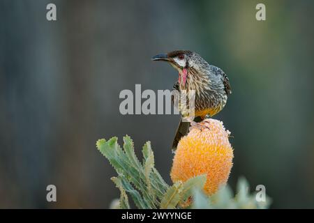 L'oiseau de Wattlebird rouge - Anthochaera carunculata est un oiseau passereau originaire du sud de l'Australie. Le mien avec des wattles rouges se nourrit de nectar de fleur de Ba Banque D'Images