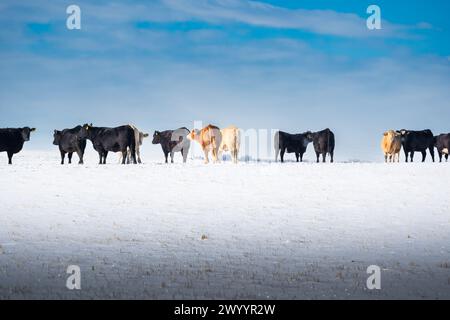 Bovins debout dans une rangée sur un champ couvert de neige à un ranch Western en Alberta Canada Banque D'Images