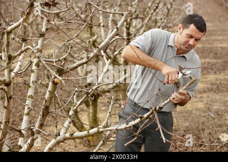 Tailler un cerisier. Andosilla, Navarra, Espagne. Banque D'Images
