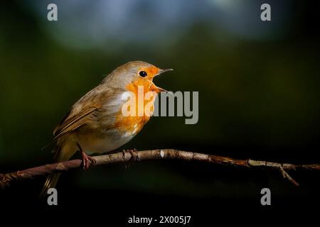 robin sur une branche sur un fond sombre chantant avec son bec grand ouvert dans un parc au printemps Banque D'Images