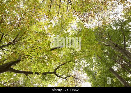 Beechwood, Parc naturel de Gorbea. Álava-Biscaye, Euskadi, Espagne. Banque D'Images