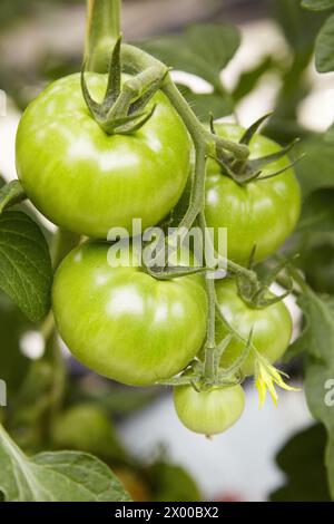 Tomates en serre, Nuarbe, Azpeitia, Gipuzkoa, pays Basque, Espagne. Banque D'Images