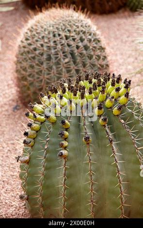 Jardin Majorelle, Marrakech, Maroc. Banque D'Images