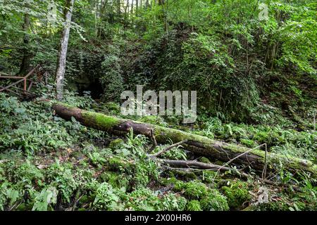 Niché au cœur des forêts luxuriantes de Papuk Mountain, un tableau serein se déploie tandis que des troncs drapés de mousse recouvrent le sous-bois. Le calme, pourtant v Banque D'Images