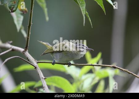 Le viréo aux yeux rouges (Vireo olivaceus) est un petit oiseau chanteur américain. Cette photo a été prise en Équateur. Banque D'Images