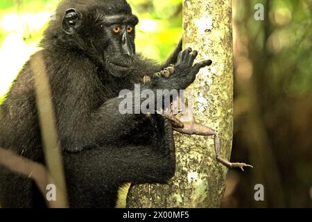 Un macaque à crête (Macaca nigra) détient une espèce non identifiée de grenouille, l'un de ses régimes alimentaires selon les primatologues, dans la forêt de Tangkoko, Sulawesi du Nord, Indonésie. «Le changement climatique est l'un des principaux facteurs affectant la biodiversité dans le monde à un rythme alarmant», selon une équipe de scientifiques dirigée par Antonio Acini Vasquez-Aguilar dans leur document de recherche publié pour la première fois en mars 2024 sur environ Monit Assess. Cela pourrait modifier la répartition géographique des espèces, y compris les espèces qui dépendent grandement du couvert forestier, ont-ils écrit. En d'autres termes, le changement climatique peut réduire l'habitat Banque D'Images