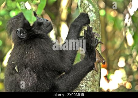 Un macaque à crête (Macaca nigra) détient une espèce non identifiée de grenouille, l'un de ses régimes alimentaires selon les primatologues, dans la forêt de Tangkoko, Sulawesi du Nord, Indonésie. «Le changement climatique est l'un des principaux facteurs affectant la biodiversité dans le monde à un rythme alarmant», selon une équipe de scientifiques dirigée par Antonio Acini Vasquez-Aguilar dans leur document de recherche publié pour la première fois en mars 2024 sur environ Monit Assess. Cela pourrait modifier la répartition géographique des espèces, y compris les espèces qui dépendent grandement du couvert forestier, ont-ils écrit. En d'autres termes, le changement climatique peut réduire l'habitat Banque D'Images