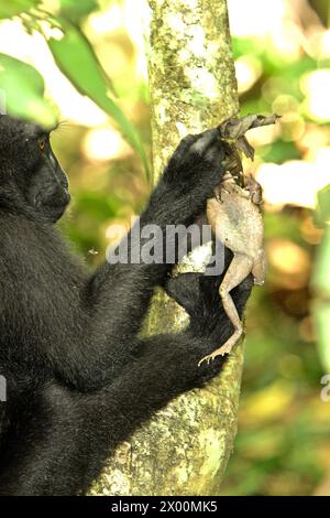 Un macaque à crête (Macaca nigra) détient une espèce non identifiée de grenouille, l'un de ses régimes alimentaires selon les primatologues, dans la forêt de Tangkoko, Sulawesi du Nord, Indonésie. «Le changement climatique est l'un des principaux facteurs affectant la biodiversité dans le monde à un rythme alarmant», selon une équipe de scientifiques dirigée par Antonio Acini Vasquez-Aguilar dans leur document de recherche publié pour la première fois en mars 2024 sur environ Monit Assess. Cela pourrait modifier la répartition géographique des espèces, y compris les espèces qui dépendent grandement du couvert forestier, ont-ils écrit. En d'autres termes, le changement climatique peut réduire l'habitat Banque D'Images