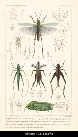 Cricket, Eneoptera surinamensis 1, changa mole cricket, Neoscapteriscus didactylus 3, gros cône, Ruspolia nitidula 7, sauterelle vésicale, Pneumora inanis 8 et sauterelle, Zoniopoda tarsata 9. Gravure sur cuivre à pointillés couleur main par Eugène Giraud d’après une illustration de Felix-Edouard Guérin-Méneville et Édouard Traviès de Guérin-Méneville, iconographie du règne animal de George Cuvier, de George Cuvier, J. B. Baillière, Paris, 1829-1844. Banque D'Images