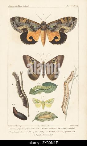 Eudocima imperator teth 1, Cyligramma limacina teth 2, Erebus putrescens larve 3, larve et pupe cramoisie foncée sous l'aile, Catocala sponsa 4, et teigne, larve et pupe vertes argentées, Pseudoips prasinana 5. Gravure sur cuivre à pointillés couleur main par Eugène Giraud d’après une illustration de Felix-Edouard Guérin-Méneville et Édouard Traviès de Guérin-Méneville, iconographie du règne animal de George Cuvier, de George Cuvier, J. B. Baillière, Paris, 1829-1844. Banque D'Images